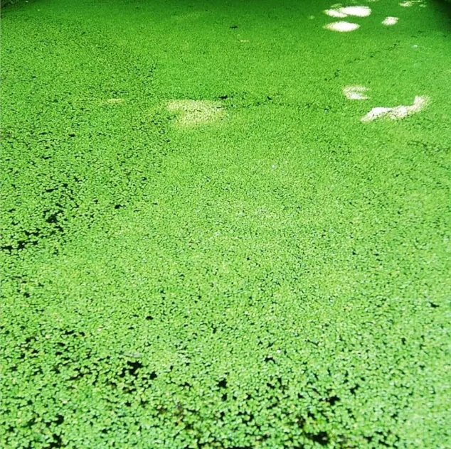 Duckweed